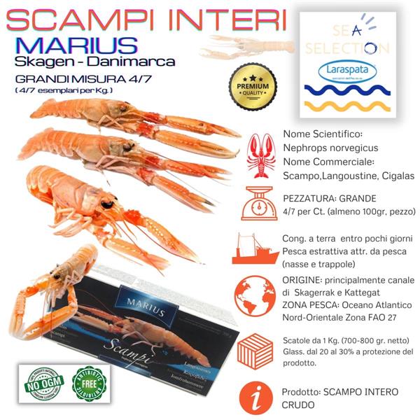 SCAMPI MARIUS 4/7 KG.1 GL.30 (Nephrops Norvegicus fao 27)