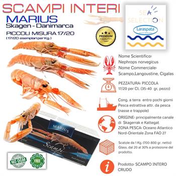 SCAMPI MARIUS 17/20 KG.1 (Nephrops Norvegicus)